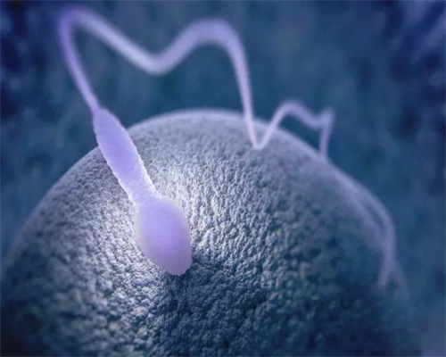 2026年北京供卵试管费用解析与代怀服务指南