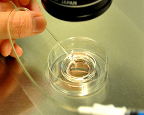 试管胚胎移植：关键注意事项与日常指南