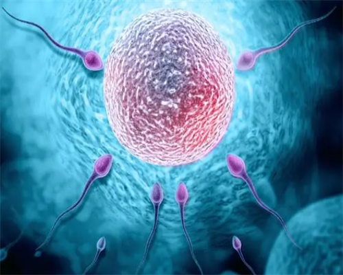 同性恋供卵试管包成功与机构服务优势解析